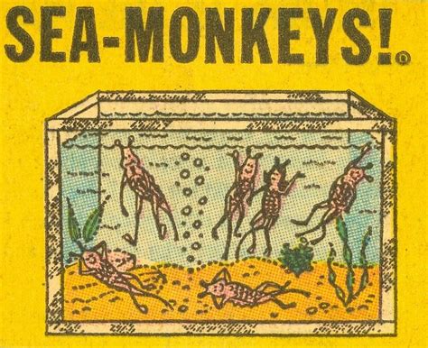 Who invented sea monkeys